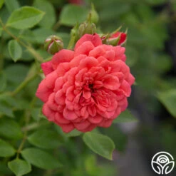 Lady Penelope -HEIRLOOM ROSES Sales Lady Penelope 14