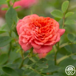 Lady Penelope -HEIRLOOM ROSES Sales Lady Penelope 17