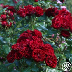 Lava Flow -HEIRLOOM ROSES Sales Lava Flow 11