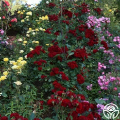 Lava Flow -HEIRLOOM ROSES Sales Lava Flow 11