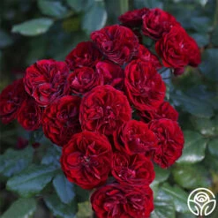 Lava Flow -HEIRLOOM ROSES Sales Lava Flow 12