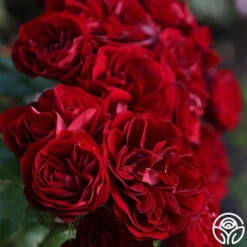 Lava Flow -HEIRLOOM ROSES Sales Lava Flow 16