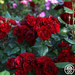 Lava Flow -HEIRLOOM ROSES Sales Lava Flow 17