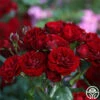 Lava Flow -HEIRLOOM ROSES Sales Lava Flow 19