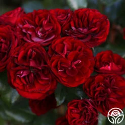 Lava Flow -HEIRLOOM ROSES Sales Lava Flow 90