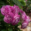 CL Lavender Crush™ -HEIRLOOM ROSES Sales Lavender Crush 0