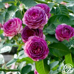 CL Lavender Crush™ -HEIRLOOM ROSES Sales Lavender Crush 1