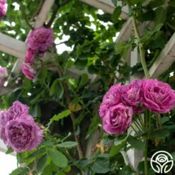 CL Lavender Crush™ -HEIRLOOM ROSES Sales Lavender Crush 2