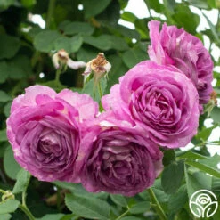 CL Lavender Crush™ -HEIRLOOM ROSES Sales Lavender Crush 5