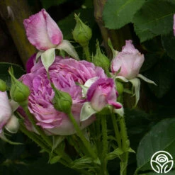 CL Lavender Crush™ -HEIRLOOM ROSES Sales Lavender Crush 6