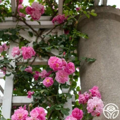 Lavender Lassie -HEIRLOOM ROSES Sales Lavender Lassie 04