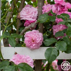 Lavender Lassie -HEIRLOOM ROSES Sales Lavender Lassie 05