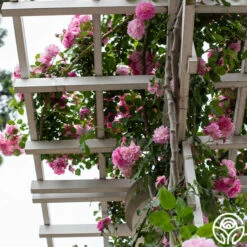 Lavender Lassie -HEIRLOOM ROSES Sales Lavender Lassie 06