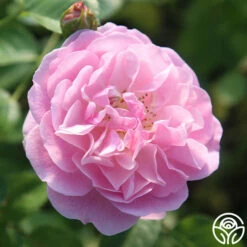 Lavender Lassie -HEIRLOOM ROSES Sales Lavender Lassie 08