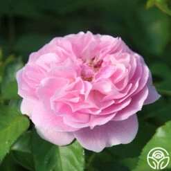 Lavender Lassie -HEIRLOOM ROSES Sales Lavender Lassie 10