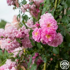 Lavender Lassie -HEIRLOOM ROSES Sales Lavender Lassie 03