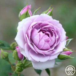 Veranda® Lavender -HEIRLOOM ROSES Sales Lavender Veranda 12