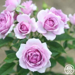 Veranda® Lavender -HEIRLOOM ROSES Sales Lavender Veranda 15