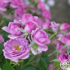 Veranda® Lavender -HEIRLOOM ROSES Sales Lavender Veranda 199