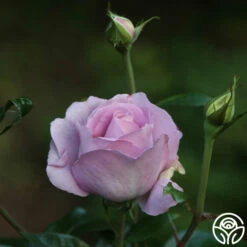 Le Petit Prince -HEIRLOOM ROSES Sales Le Petit Prince 9