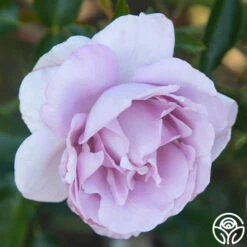 Le Petit Prince -HEIRLOOM ROSES Sales Le Petit Prince 12