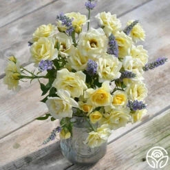 Lemon Spice -HEIRLOOM ROSES Sales Lemon Spice 12