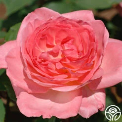 Liv Tyler™ -HEIRLOOM ROSES Sales Live Tyler 04