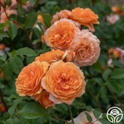 Louise Clements™ 20 Louise Clements™ -HEIRLOOM ROSES Sales Louise Clements 0125