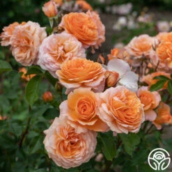 Louise Clements™ 23 Louise Clements™ -HEIRLOOM ROSES Sales Louise Clements 016