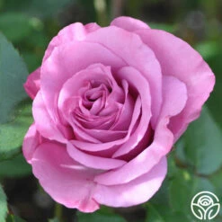 Love Potion™ -HEIRLOOM ROSES Sales Love Potion 12