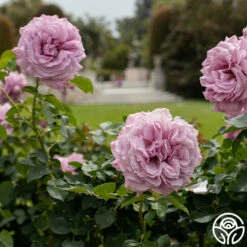 Love Song -HEIRLOOM ROSES Sales Love Song 10