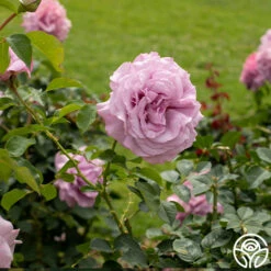 Love Song -HEIRLOOM ROSES Sales Love Song 12