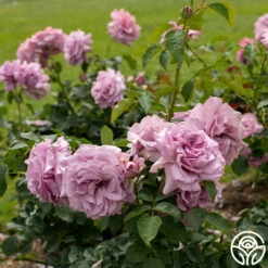 Love Song -HEIRLOOM ROSES Sales Love Song 15