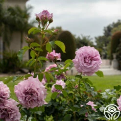 Love Song -HEIRLOOM ROSES Sales Love Song 16