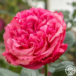 Loves Me, Loves Me Not™