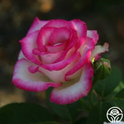 Lynn Anderson 8 Lynn Anderson -HEIRLOOM ROSES Sales Lynn Anderson 3