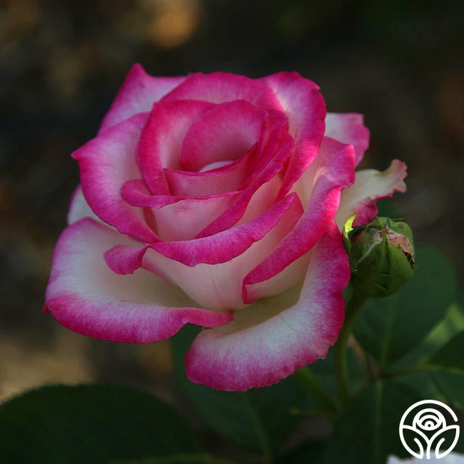 Lynn Anderson 5 Lynn Anderson - Image 3