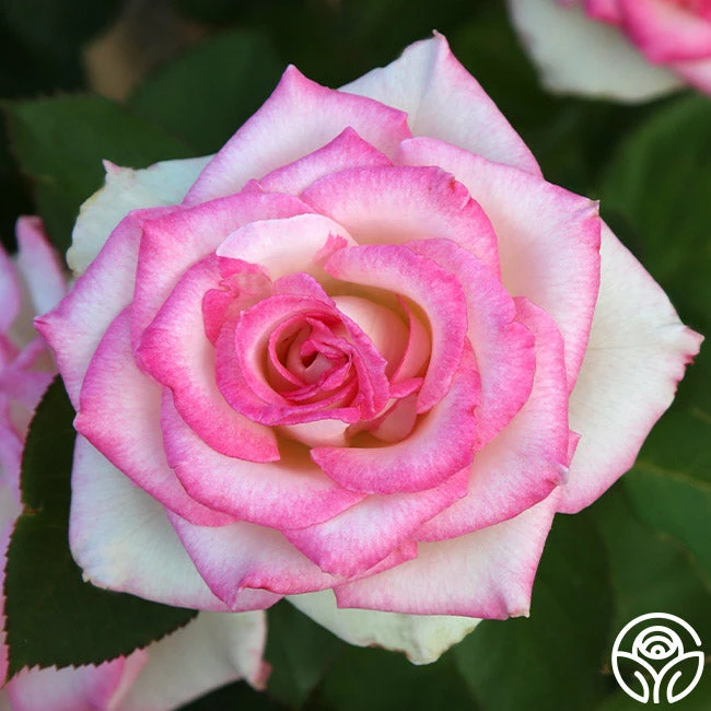 Lynn Anderson 4 Lynn Anderson - Image 2