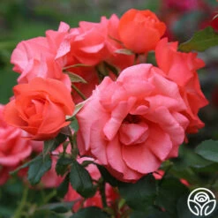 Marmalade Skies™ -HEIRLOOM ROSES Sales Marmalade Skies 11