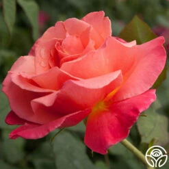 Marmalade Skies™ -HEIRLOOM ROSES Sales Marmalade Skies 111