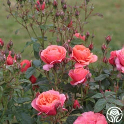 Matchless Mother™ -HEIRLOOM ROSES Sales Matchless Mother 111