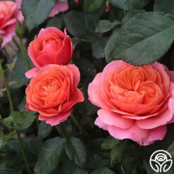 Matchless Mother™ -HEIRLOOM ROSES Sales Matchless Mother 114