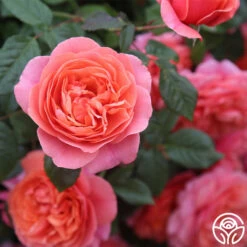 Matchless Mother™ -HEIRLOOM ROSES Sales Matchless Mother 115