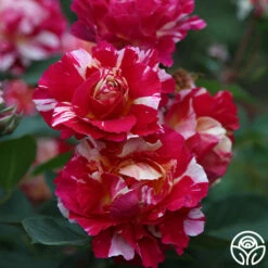 Maurice Utrillo® -HEIRLOOM ROSES Sales Maurice Utrillo 21