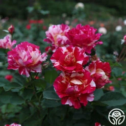 Maurice Utrillo® -HEIRLOOM ROSES Sales Maurice Utrillo 22