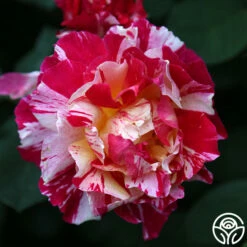 Maurice Utrillo® -HEIRLOOM ROSES Sales Maurice Utrillo 23