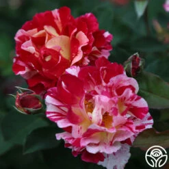 Maurice Utrillo® -HEIRLOOM ROSES Sales Maurice Utrillo 24