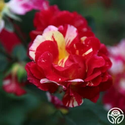 Maurice Utrillo® -HEIRLOOM ROSES Sales Maurice Utrillo 25