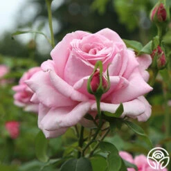 Memorial Day™ -HEIRLOOM ROSES Sales Memorial Day 13