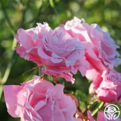 Memorial Day™ -HEIRLOOM ROSES Sales Memorial Day 16